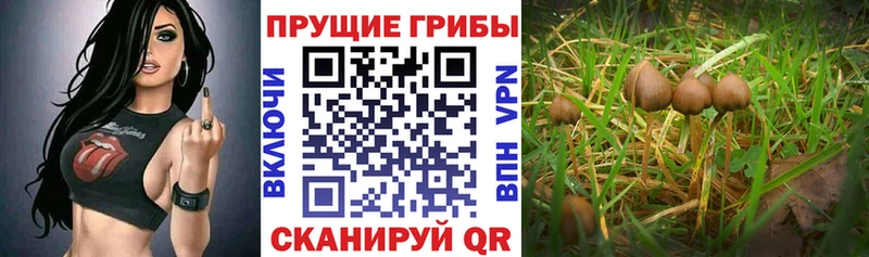 Галлюциногенные грибы Cubensis  Байкальск 